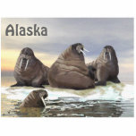 Walrus - Four Brothers Cutout<br><div class="desc">Three brother walruses, Wilson, Winston, Winthrop, rest on an ice floe, with the fourth brother, Wilbur, in the water. Text reading "Alaska" also appears. The walrus (Odobenus rosmarus) is circumpolar in its range but they are found in geographically separate areas. The only living species in the Odobenidae family and Odobenus...</div>