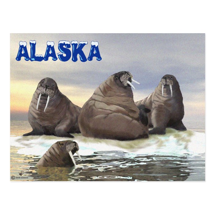 Walrus   Four Brothers Post Cards