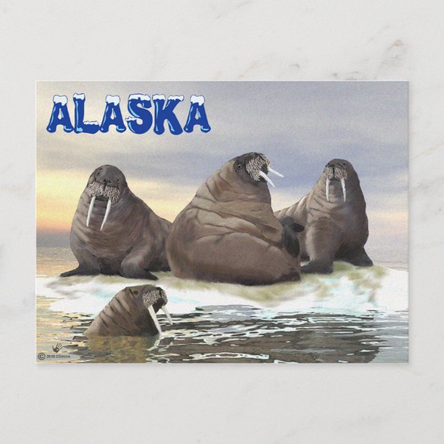 Walrus - Four Brothers Postcard (Front)