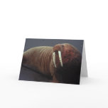 Walrus Greeting Card