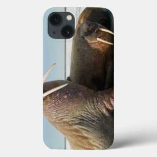 Walrus group rests on sea ice under a sunny sky iPhone 13 case