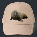 Walrus Hat<br><div class="desc">The walrus is a large flippered marine mammal in the Arctic Ocean and sub-Arctic seas of the Northern Hemisphere. The walrus is immediately recognized by its prominent tusks, whiskers and great bulk. Adult Pacific males can weigh up to 4, 500 pounds (2, 000 kg). It resides primarily in shallow oceanic...</div>