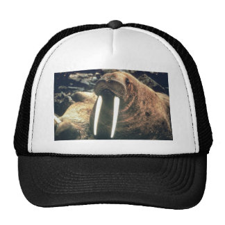 Walrus Hats and Walrus Trucker Hat Designs