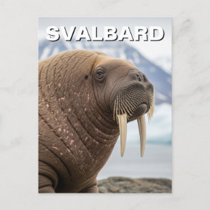 Walrus in Svalbard Norway Postcard