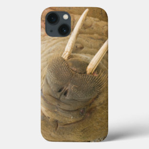 Walrus large bull resting on a beach iPhone 13 case