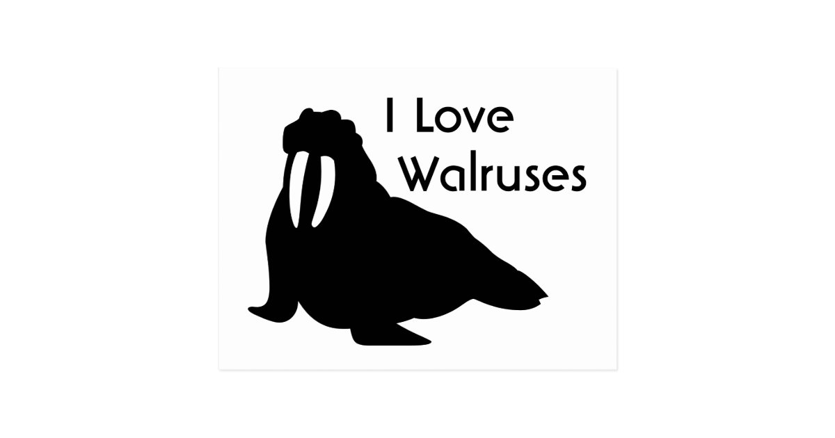 Walrus Love Postcard | Zazzle