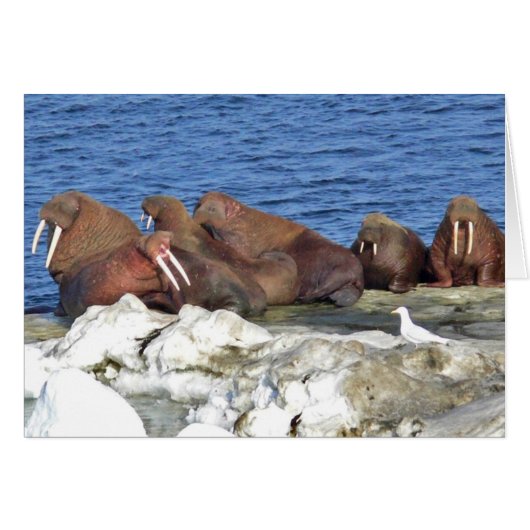 Walrus on Bering Sea Ice Cards (Front Horizontal)