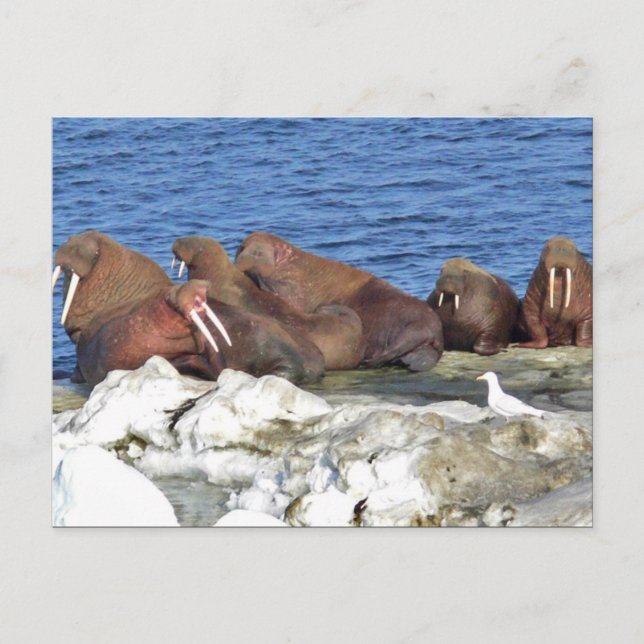 Walrus on Bering Sea Ice Postcard (Front)