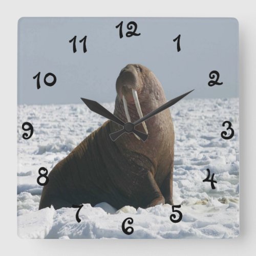 Walrus On Ice Square Wall Clock