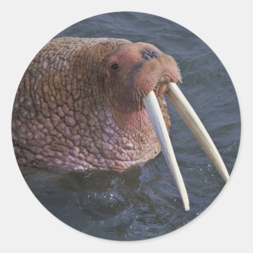 Walrus on Togiak National Wildlife Refuge Classic Round Sticker
