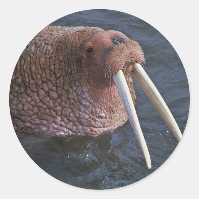 Walrus on Togiak National Wildlife Refuge Classic Round Sticker (Front)