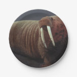 Walrus Paper Plates