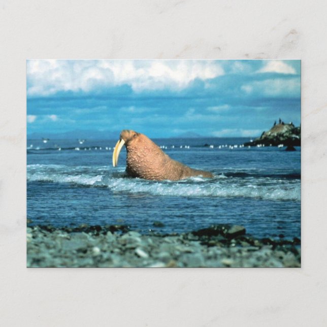 Walrus Postcard (Front)