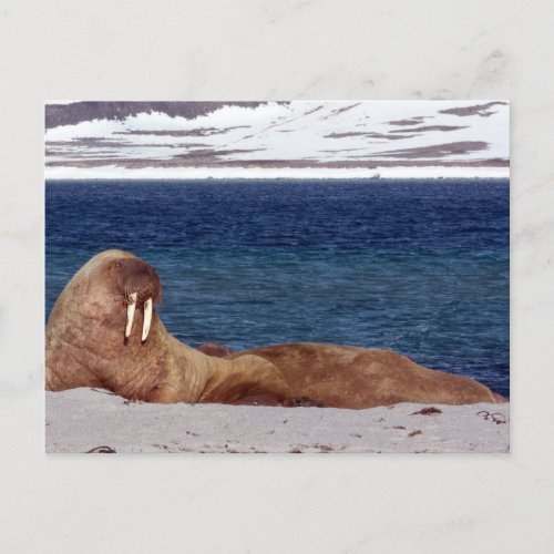 Walrus Postcard