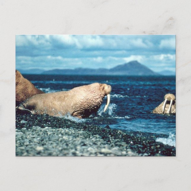 Walrus Postcard (Front)