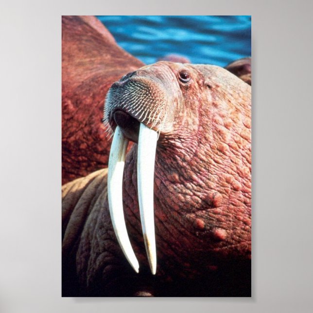 Walrus Poster (Front)