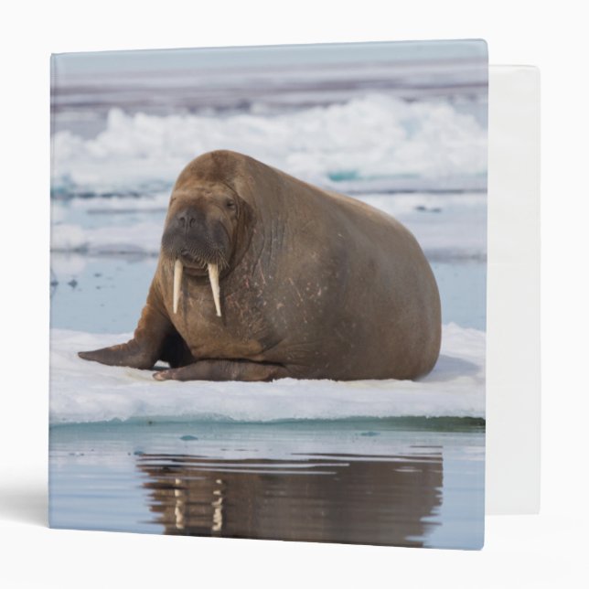 Walrus resting on ice, Norway 3 Ring Binder (Front/Inside)