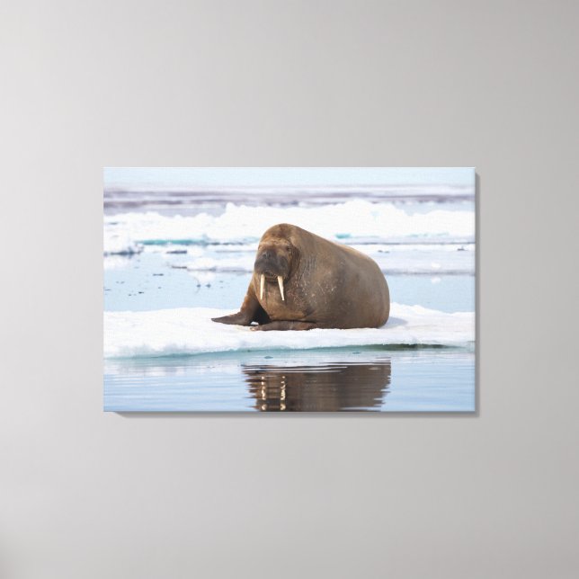 Walrus resting on ice, Norway Canvas Print (Front)