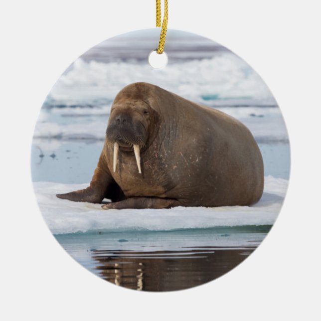 Walrus resting on ice, Norway Ceramic Ornament (Front)