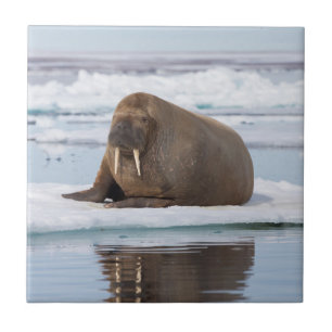 Walrus resting on ice, Norway Ceramic Tile