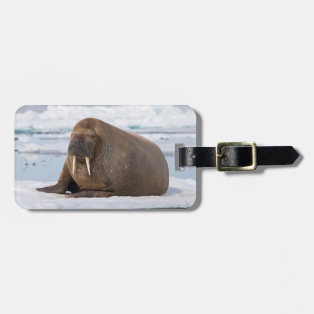 Walrus resting on ice, Norway Luggage Tag (Front Horizontal)