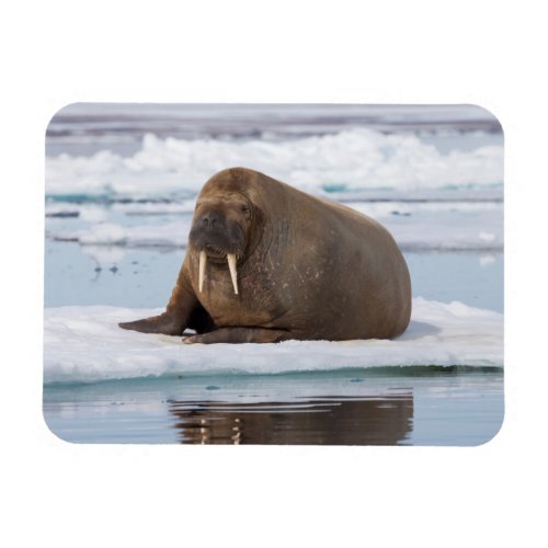 Walrus resting on ice Norway Magnet