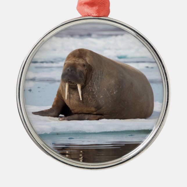 Walrus resting on ice, Norway Metal Ornament (Front)