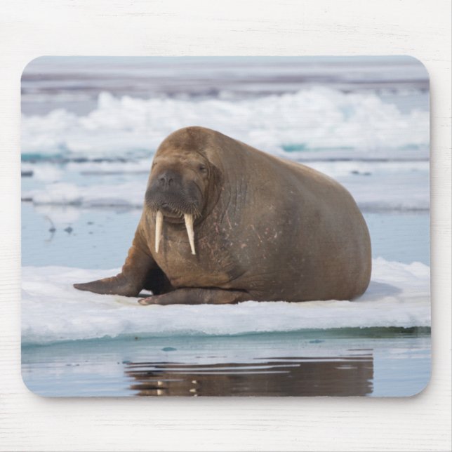 Walrus resting on ice, Norway Mouse Pad (Front)