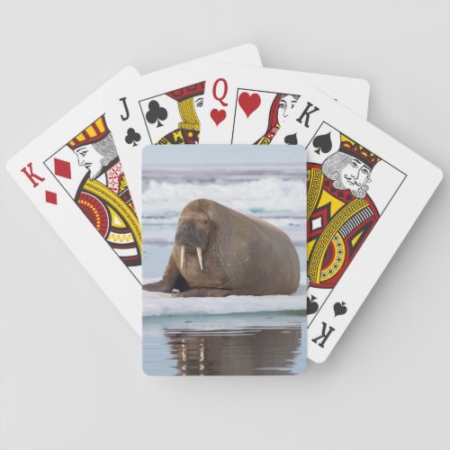 Walrus resting on ice Norway Playing Cards