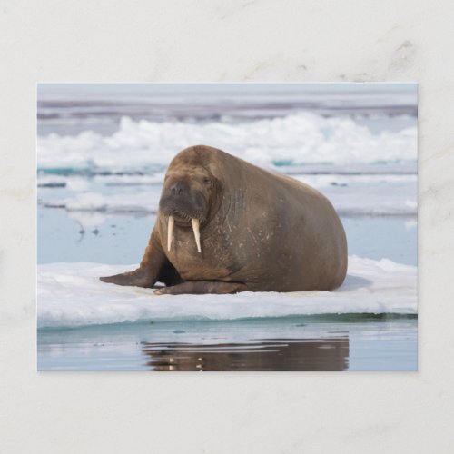 Walrus resting on ice Norway Postcard