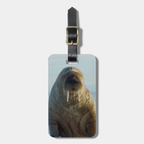 Walrus rests on summer sea ice luggage tag