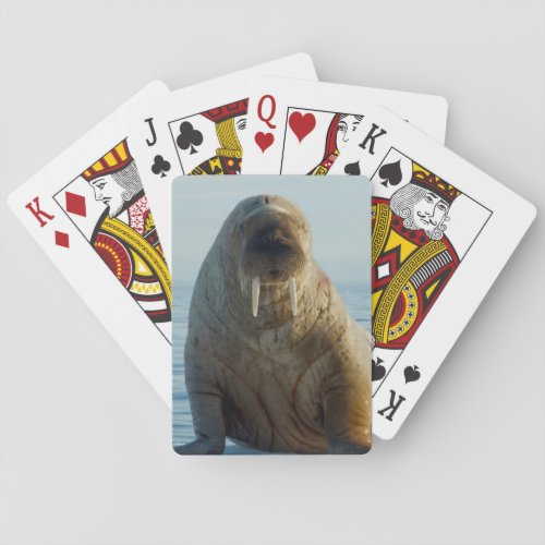 Walrus rests on summer sea ice poker cards