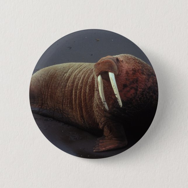 Walrus Round Button (Front)