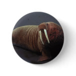 Walrus Round Button