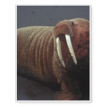 Walrus Temporary Tattoos