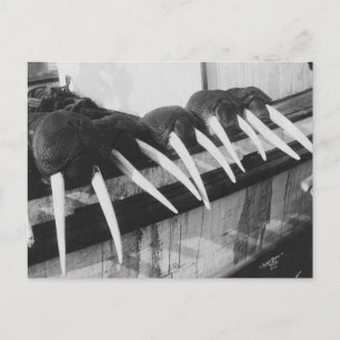 Walrus Tusks: 1931 Postcard