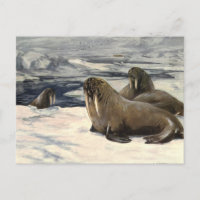 Walruses in the Arctic Snow, Vintage Marine Animal