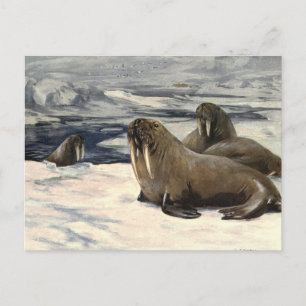 Walruses in the Arctic Snow, Vintage Marine Animal Postcard