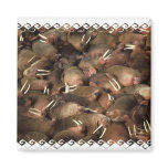 Walruses Square Magnet