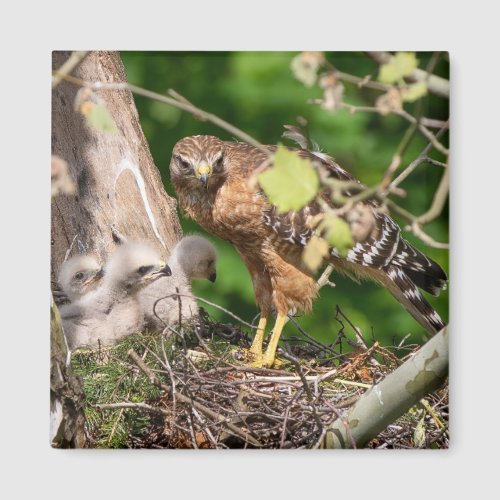 Walter the Red Shoulder Hawk Magnet