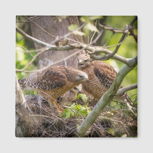 Walter the Red Shoulder Hawk Magnet