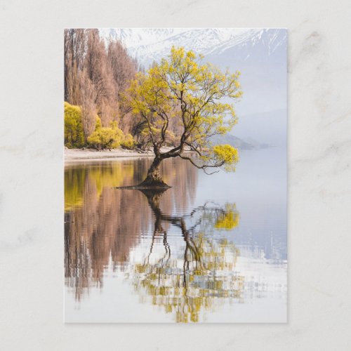 Wanaka Tree Autumn Nature Landscape Postcard