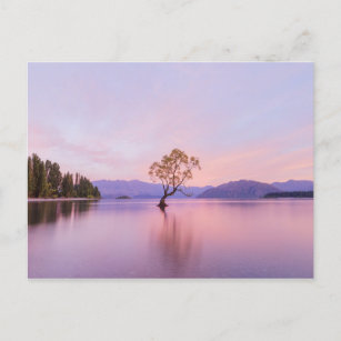 Wanaka Tree Sunrise Nature Travel Photography Postcard