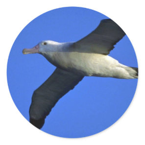 Wandering Albatross In Flight Classic Round Sticker