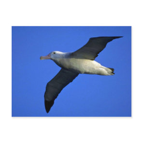Wandering Albatross In Flight Postcard
