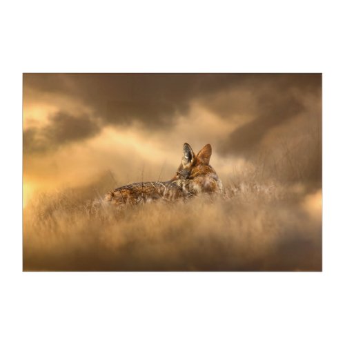 Wandering Coyote Beautiful Wildlife  Acrylic Print