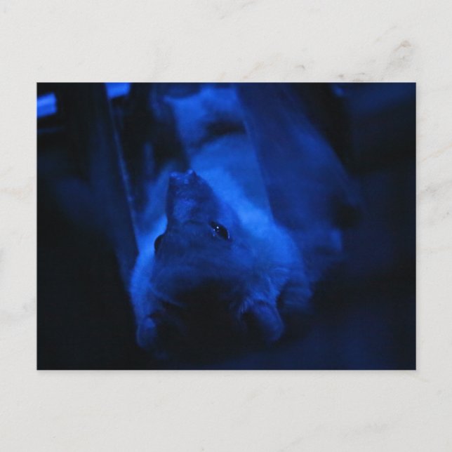 Wanna hang out? postcard (Front)