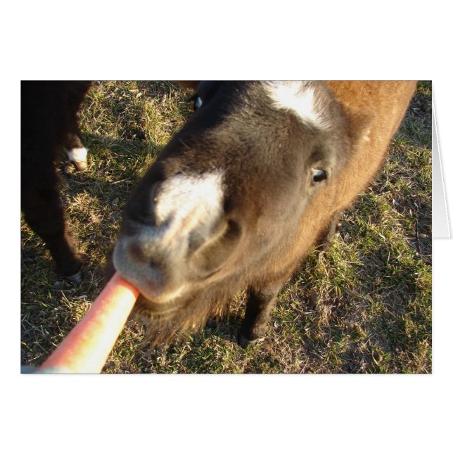 Want a Carrot? (Front Horizontal)