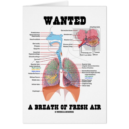 Wanted A Breath Of Fresh Air (Respiratory System) Cards (Front)