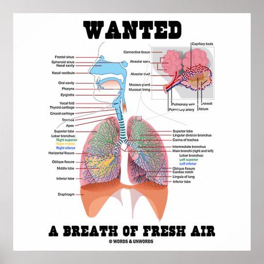 Wanted A Breath Of Fresh Air (Respiratory System) Poster | Zazzle.com